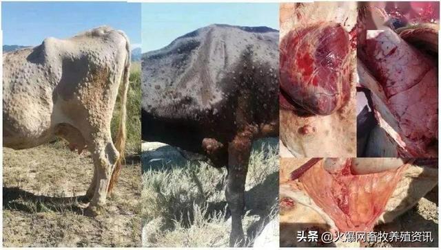 牛疙瘩皮肤病,牛感冒流鼻涕,腐蹄病蹄叶病,口蹄疫水泡,牛发烧发热消瘦