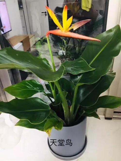 在市场上,有些人用金钻冒充天堂鸟,插一个塑料假花来卖,花友们可别