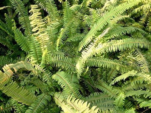 老家叫梳子草,因为它有点像古代的木头梳子.