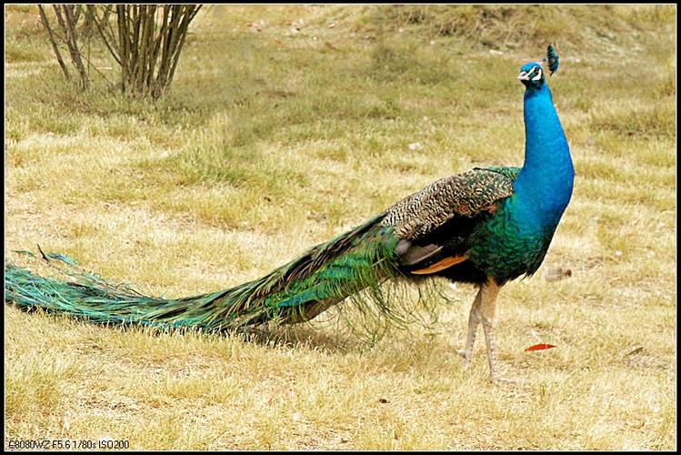 前面发了一组白孔雀的优雅舞姿,今天在来一组雄性蓝孔雀大秀