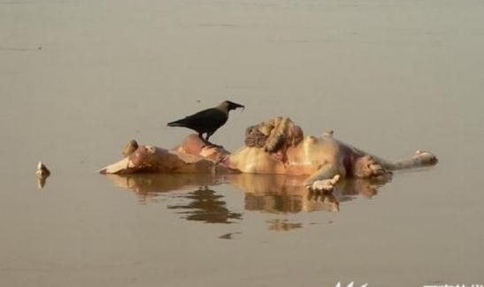 黄河惊现万具浮尸图:黄河死人湾女浮尸图