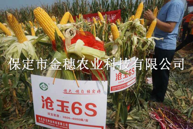 沧玉6s玉米种子