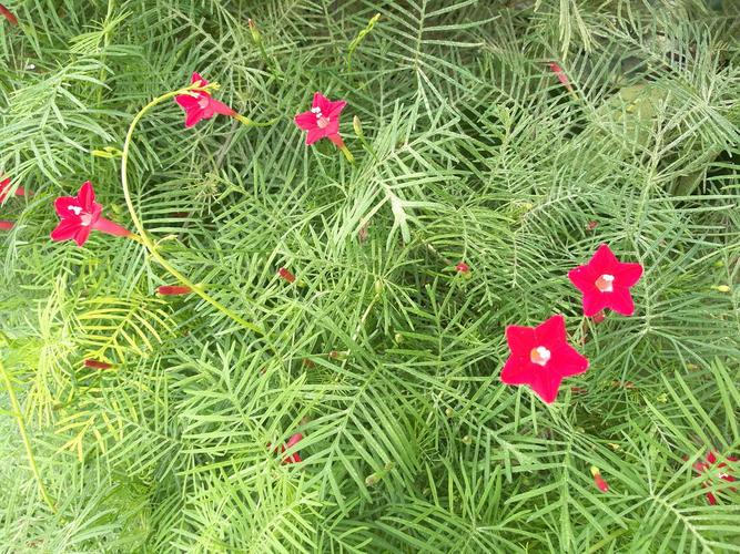 其中,就有这种红色的很像星星的小花.