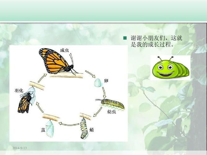 毛毛虫是蝴蝶的幼虫,从卵中孵化出来后,生长到一定阶段结茧成
