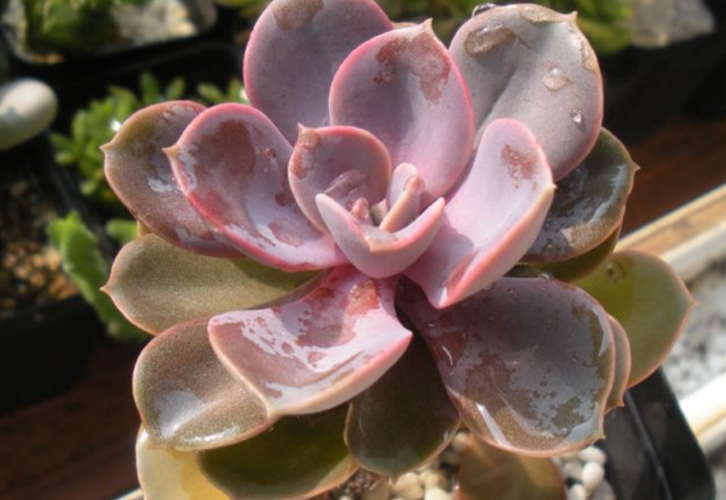 盘点4种有毒的"多肉",让你的毛孩子离它们远一点,家里