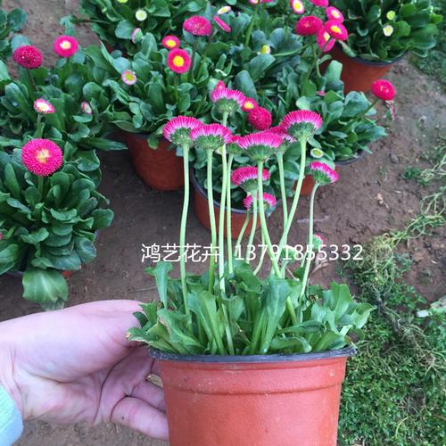 一二年生花卉草本雏菊 青州草花雏菊基地 批发四季草花盆栽雏菊
