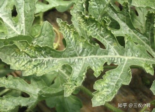 西瓜常见的8种病害附高清图片防治妙招实用技术值得收藏
