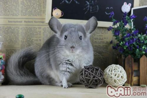 小龙猫萌屎人咯~|小宠养护-波奇网百科大全