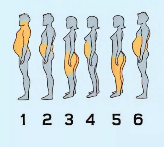 (人体脂肪分布示意图,男女还不一样哦!)