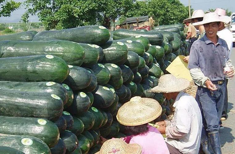 冬瓜西瓜南瓜,为什么没有北瓜?网友:原来"北瓜"常吃却不认识