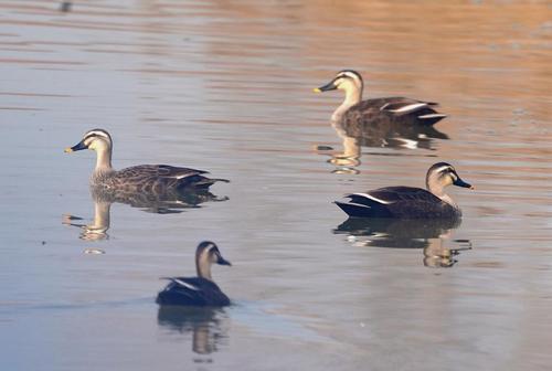 农村鱼塘的野鸭