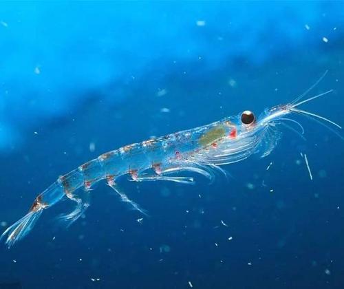 海米们,海洋中能发光的生物种类繁多,有浮游生物,底栖生物和游泳动物.