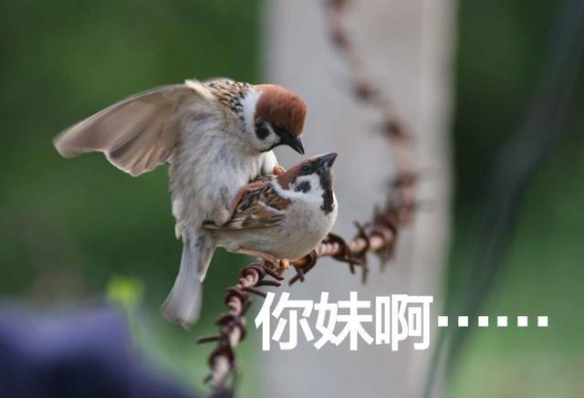 鸟类没有丁丁是如何交配的