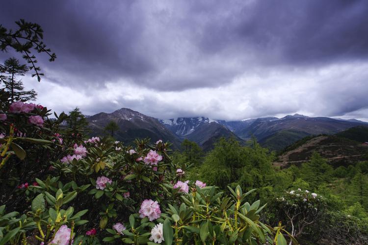 远处的白马雪山还依稀看的到轮廓,眼前的高山杜鹃已遍布山野.