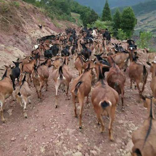 重庆綦江 黑山羊黄山羊各种杂毛山羊常年出售,四川重庆均有货源