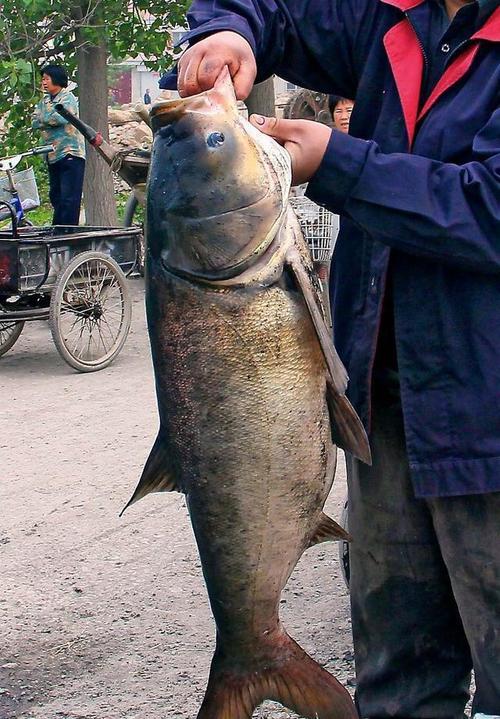 农民河里抓到一条大鱼, 能吃一年了?