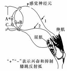 视野中的物像从图1转为图2,其正确的操作 下图表示膝跳反射的反射弧