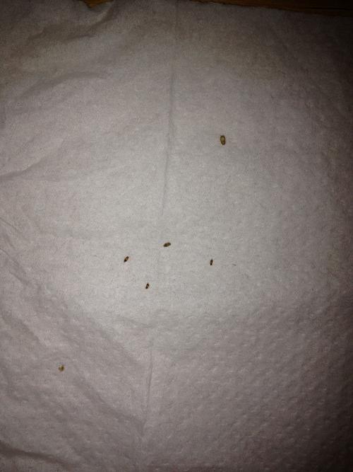 床垫长虫子,有图求鉴定是什么虫子,怎么杀,现在床垫商