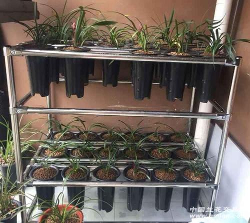 不锈钢兰花架咋样-以兰会友-中国兰花交易网社区