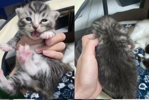 布偶和美短杂交猫,非常对称的美短小公主