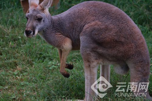 澳洲原野动物共存 云南野生动物园规划鸸鹋与袋鼠混养