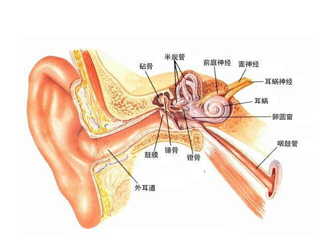 人耳的构造