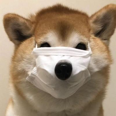 禾白|ins风可爱动物头像_微信头像_我要个性网