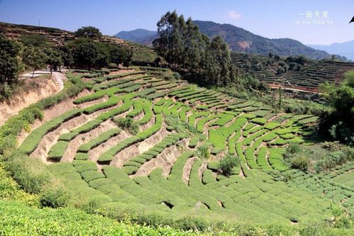 安溪金谷 | 盛夏避暑圣地,茶山风景独好
