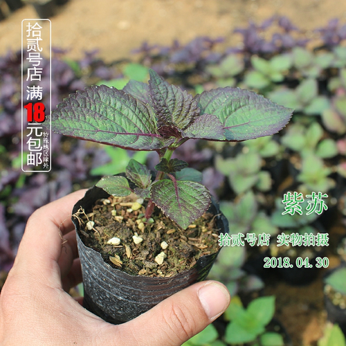 购客紫苏苗 食用香草 做鱼去腥绝配菜 唆螺龙虾佐料盆栽庭院_易购客