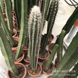 植物仙人柱