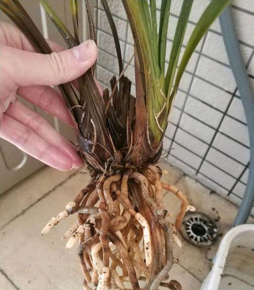 兰花芦头腐烂,根系白嫩还有水晶头,还能憋芽吗?有多远