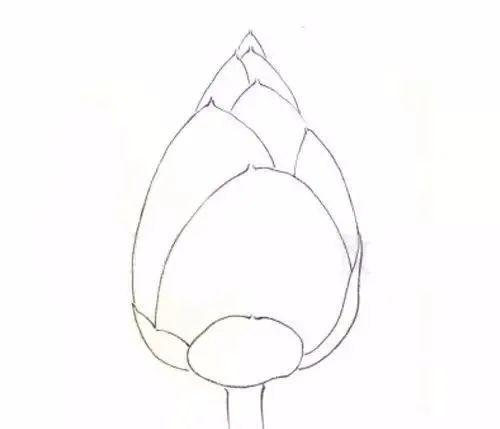 国画课程工笔荷花花苞莲蓬画法