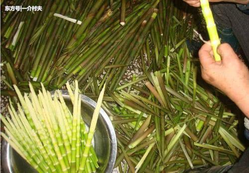 大自然的馈赠,春天必须吃的竹笋,排除身上湿气还能瘦身