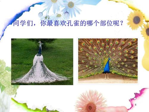 《美丽的孔雀》ppt课件
