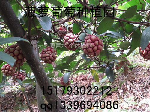 【供应致富好水果长寿果布福娜图片】供应致富好水果