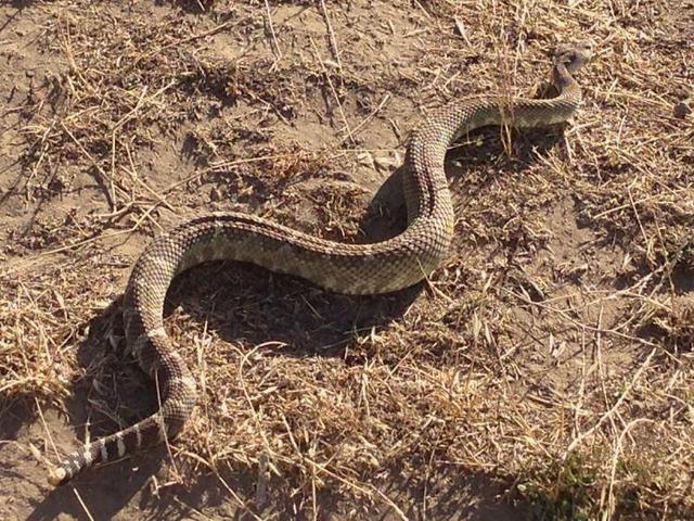 出击前给猎物以信号的响尾蛇,真的和人们印象中的一样