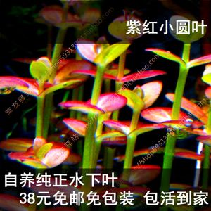 自养淡水鱼缸草缸造景有茎类中后景活体水草紫红 印度 南美小圆叶