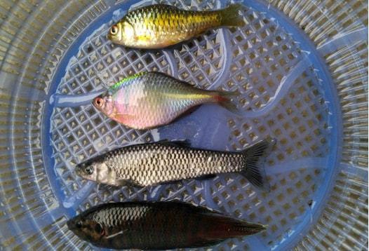 不管你承认不承认,近些年在河里,水塘里面好些之前比较常见的小鱼