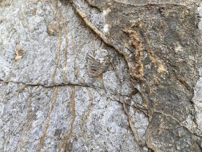 河北邯郸龙湖公园再次发现奥陶纪角石化石