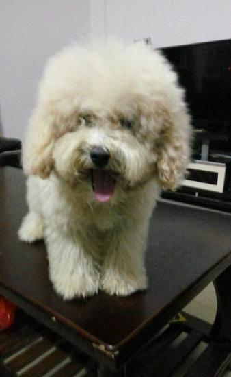 奶白色泰迪小公便宜卖了