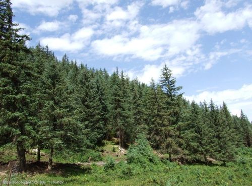 关键词:祁连山中松树林 松树林 野生橘树林 松树蓝天 自然风景景观