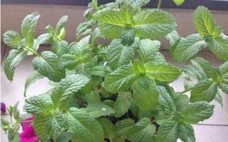 原创天然的止咳草找到,虽然名字不咋地,止咳化痰好处多