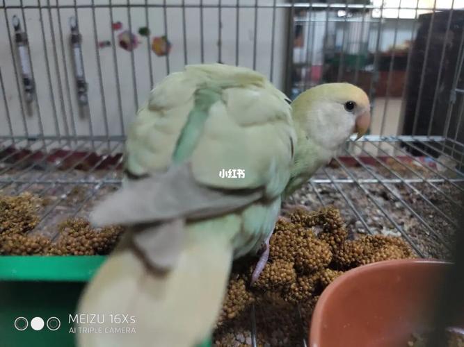 牡丹鹦鹉-苹果绿蓝腰澳桂公配苹果绿奥闪母_鹦鹉_牡丹_宠物_宠物其他
