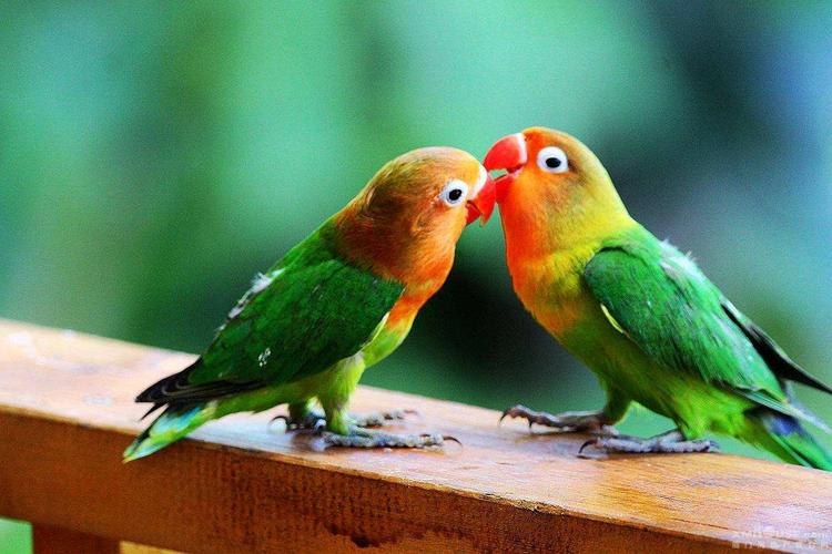 牡丹鹦鹉如何分公母