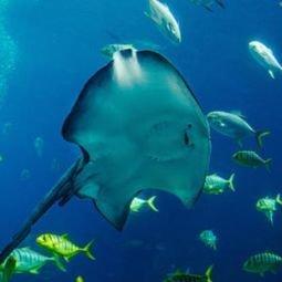 蝙蝠鱼和魔鬼鱼 斗图表情包大全   与  蝙蝠鱼和