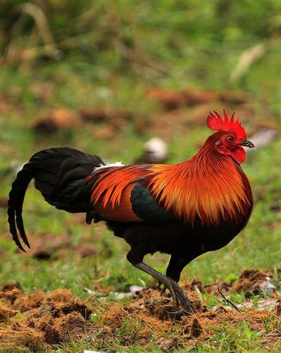 红原鸡