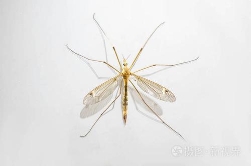 蚊子宏观隔离在白色上