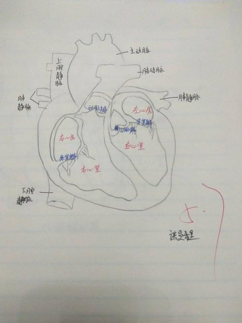 锡林浩特六中初一(3)班生物优秀心脏图展示