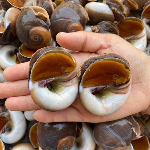 猫眼螺海鲜水产鲜活大大沙螺红香螺新鲜玉螺海鲜贝类海螺