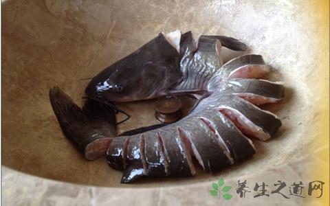 如何区别鮰鱼与鲶鱼